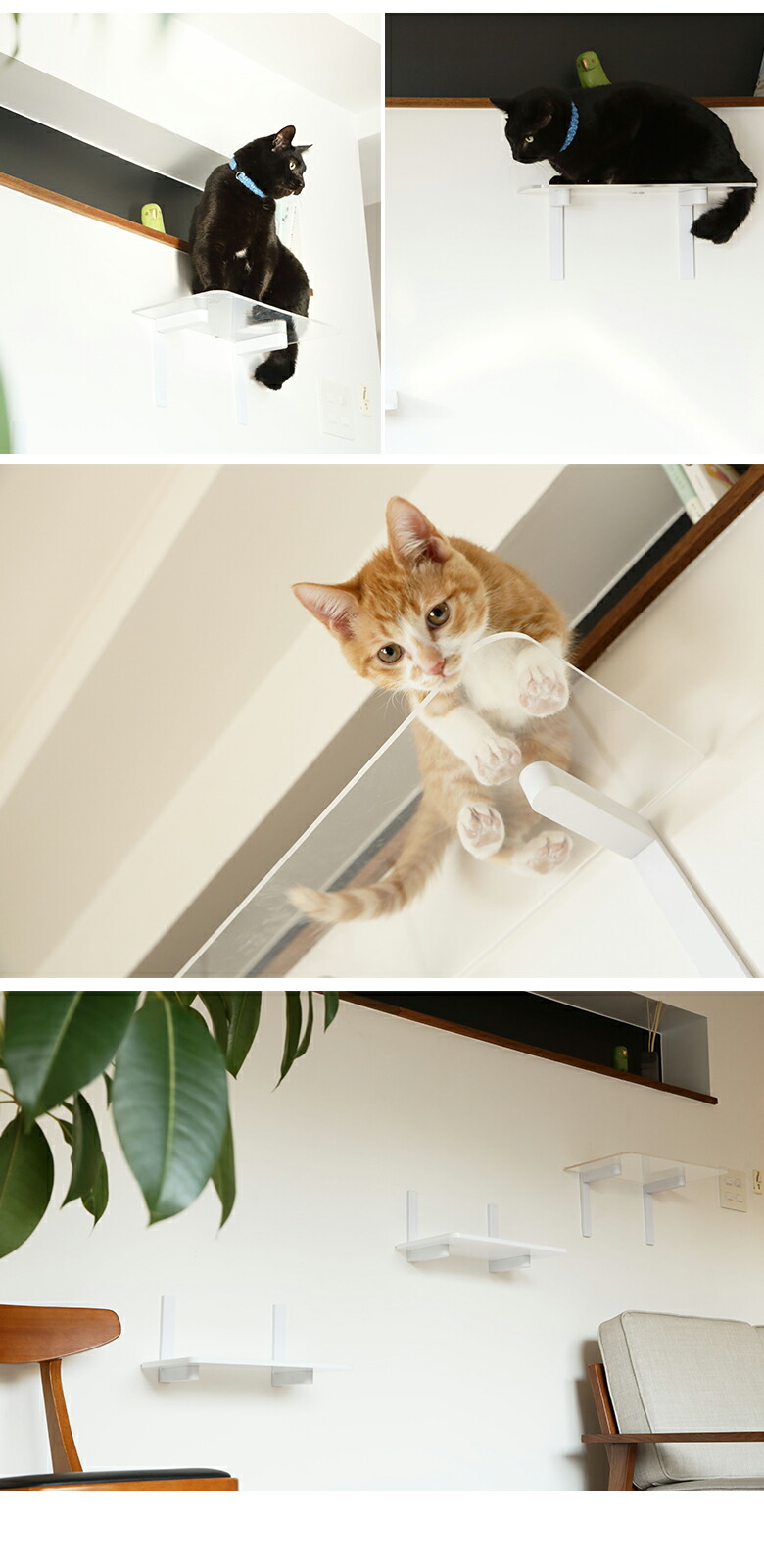 楽天市場】animacolle アニマコレ ワイドステップ 透明3枚セット