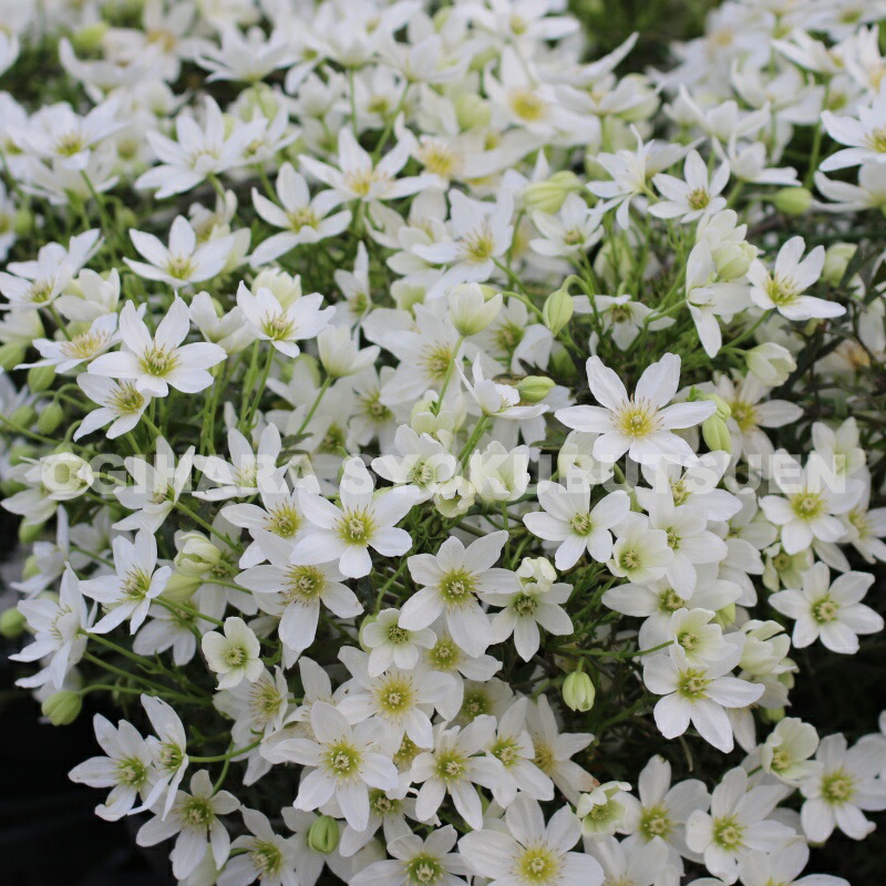 楽天市場】クレマチス カートマニー 'ジョー' 開花鉢 : おぎはら植物園