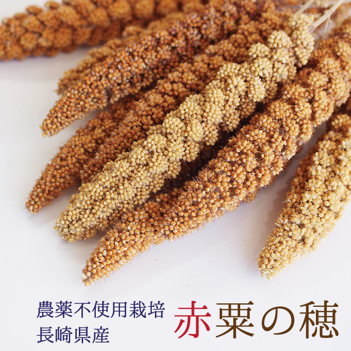 楽天市場】賞味期限2027/7/31※農薬不使用栽培【長崎県産】赤粟の穂