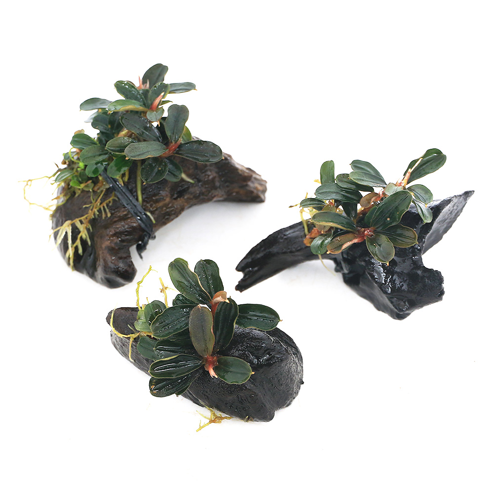 楽天市場】（水草）☆活着済☆ ブセファランドラsp．クダガンミニ