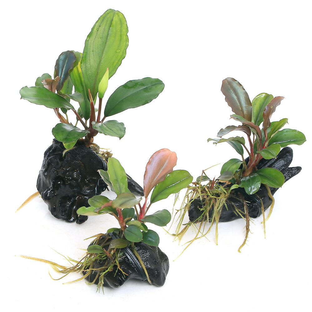 楽天市場】（水草）☆活着済☆ ブセファランドラsp．ティア（東南便