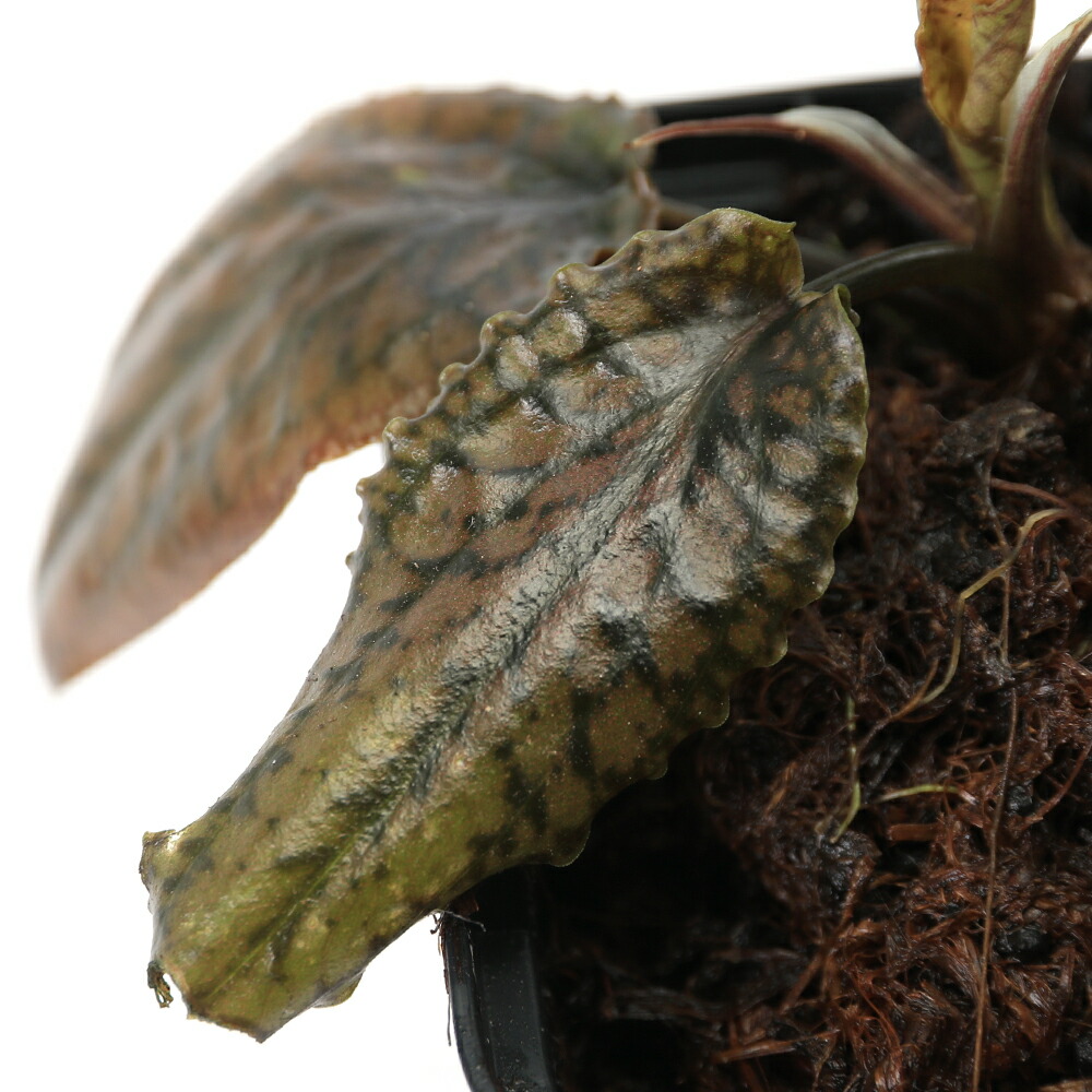 楽天市場】（水草）クリプトコリネ ストリオラータ Sanggau