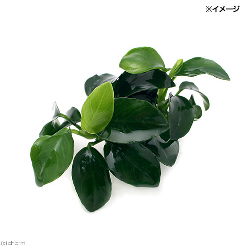 楽天市場】（水草）☆処理済み☆ アヌビアスナナ プチ（水上葉）（1