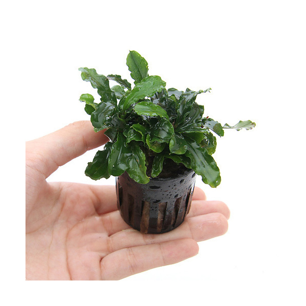 楽天市場】（水草）ブセファランドラsp．グリーンウェービー（イン