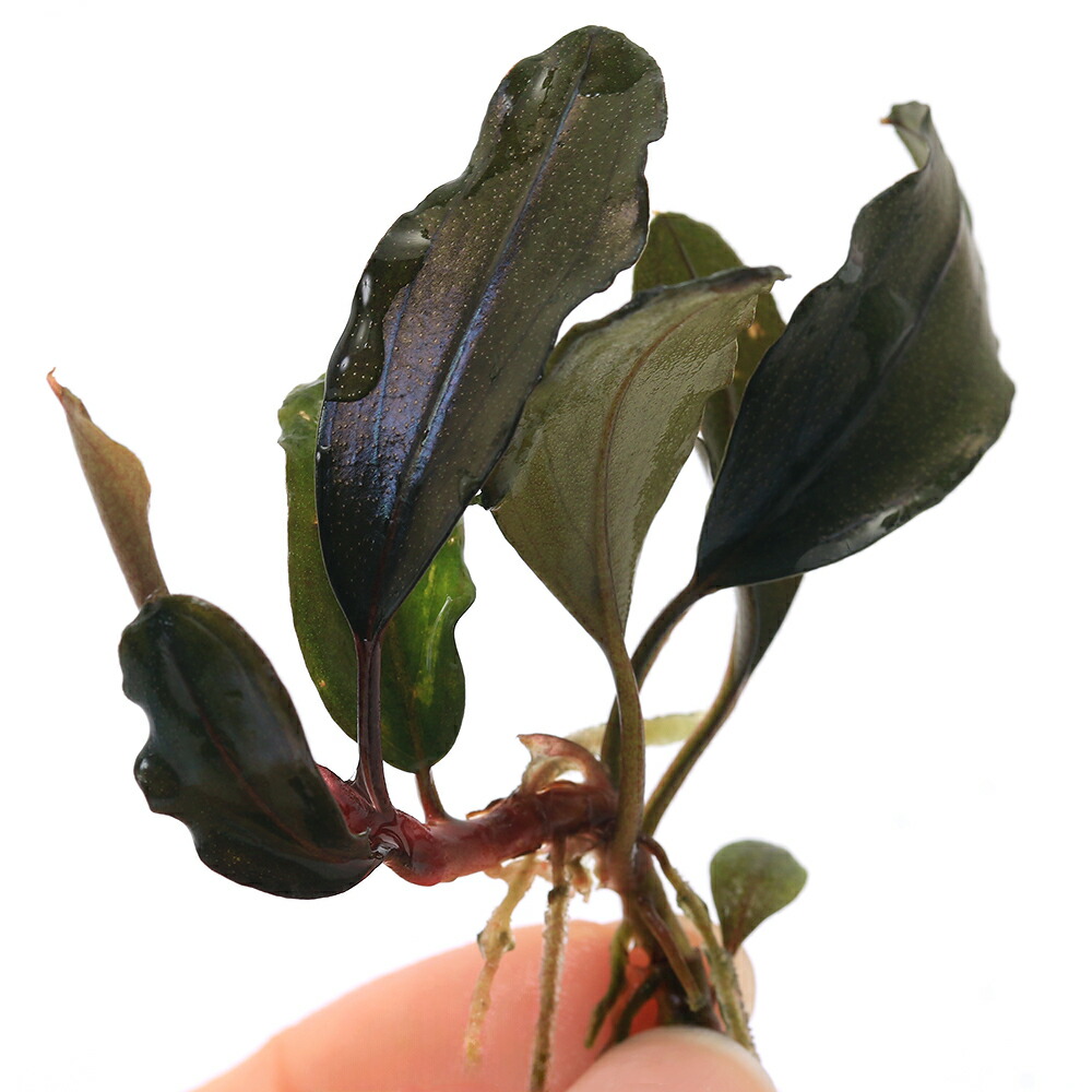 ブセファランドラsp.ゴースト