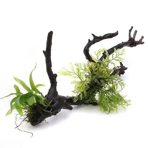 楽天市場】（水草）巻きたて ボルビティス ヒュディロティ＆おまかせ