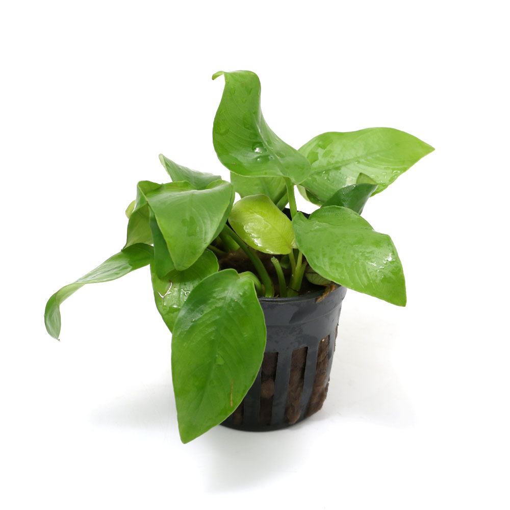 楽天市場】（水草）アヌビアスナナ ゴールデン（水上葉）（1ポット分