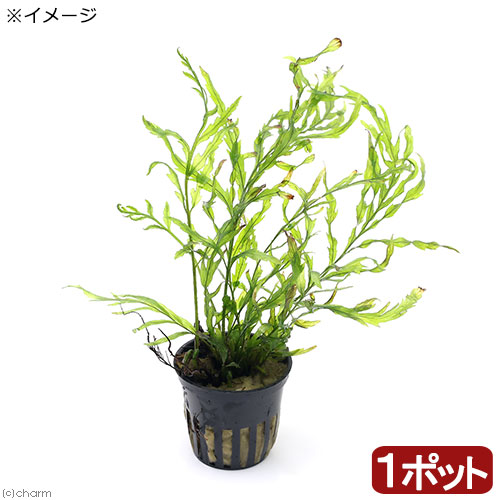 ボルビディスヒュディロティ ミクロソリウムトライデント