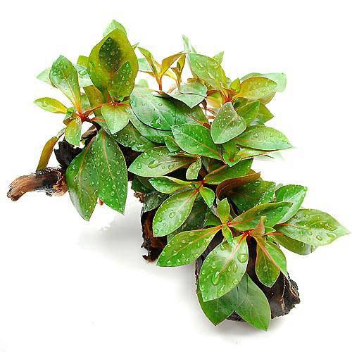 楽天市場】（水草）ルドウィジア レペンス ルビン 流木付 Sサイズ