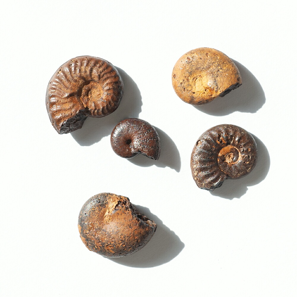 楽天市場】形状お任せ アンモナイトの化石 5個 ヘマタイト化 ジュラ紀