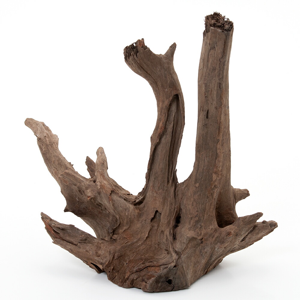 楽天市場】カミハタ タイ産天然流木 ダークホーンウッド XL 形状お