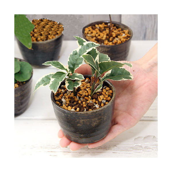 嵐山 楕円 カゴ 盆栽鉢 嵐山 楕円 カゴ 盆栽鉢 嵐山 楕円 カゴ 盆栽鉢