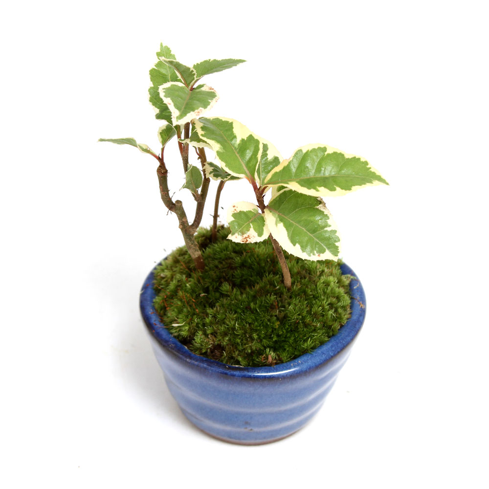 盆栽鉢 小品盆栽 山野草 392621-1.jpg