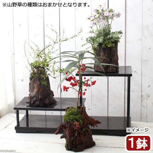 碧水 盆栽鉢 山野草 碧水 盆栽鉢 山野草 碧水 盆栽鉢 山野草