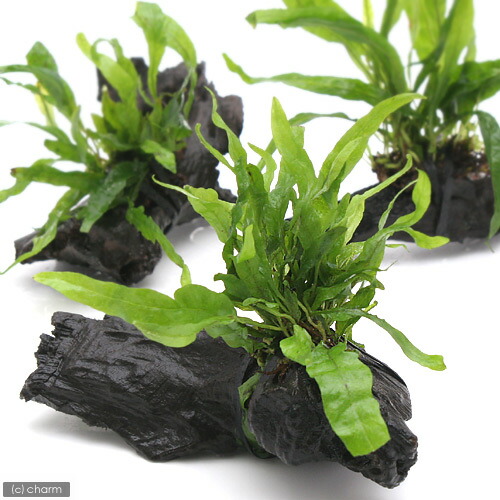 楽天市場】（水草）ミクロソリウム プテロプス ナロー付 流木 SS