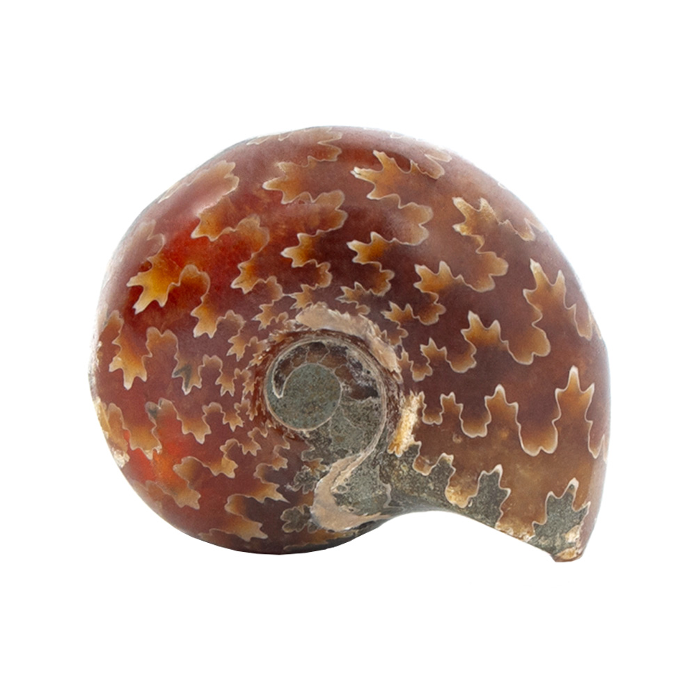 楽天市場】形状お任せ マダガスカル産 縫合線アンモナイト S 1個 白