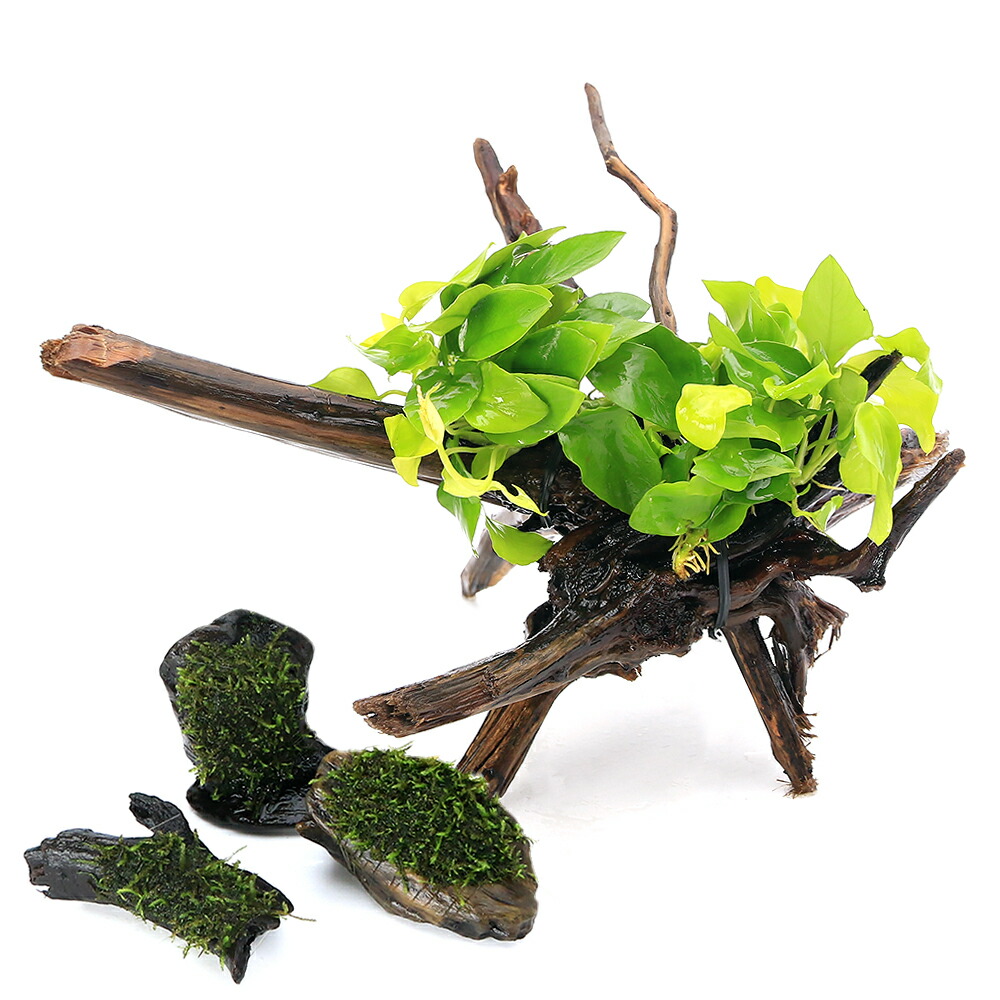 流木盆栽付き石 南米ウィローモス アヌビアス 水槽アクアリウム mini