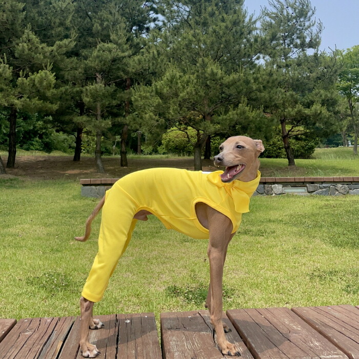 明るいイエローロンパース Sサイズ イタグレ服 明るいイエロー