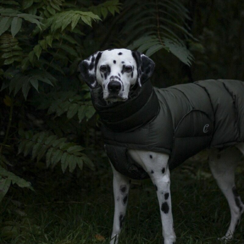 楽天市場】【数量限定！特別価格】Dog Coat Alaska ドッグコート