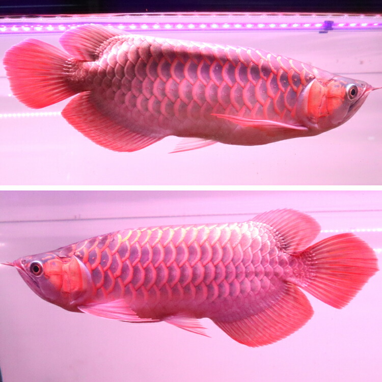 アルカナライト 150cm用 紅龍 テンニング 色あげ アロワナ LED5列仕様