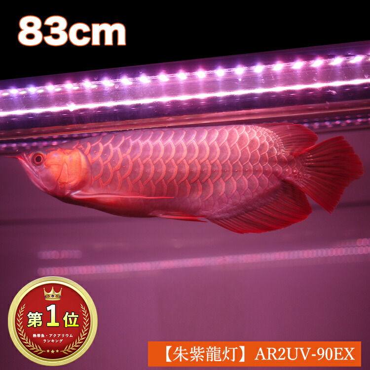 AROGLO 1200水槽用　水中ライト　アロワナ テンニングライト 楽天市場】過背金龍 アロワナライト 水槽ライト 藍底金龍 熱帯魚ライト
