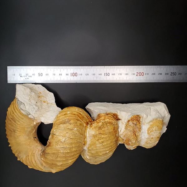 楽天市場】【送料無料】【アンモナイト/化石/】希少 異常巻き