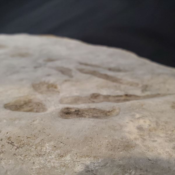 楽天市場】【送料無料】【グラレーター/化石/足跡/恐竜】希少