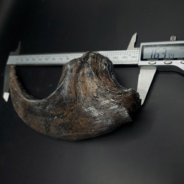 楽天市場】【送料無料】【アロサウルス /恐竜/化石】 アロサウルス 爪