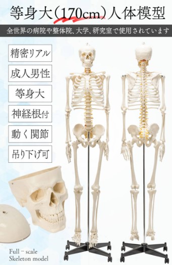 楽天市場】【国際規格認証品】等身大 人体模型 170cm 骨格標本 骸骨