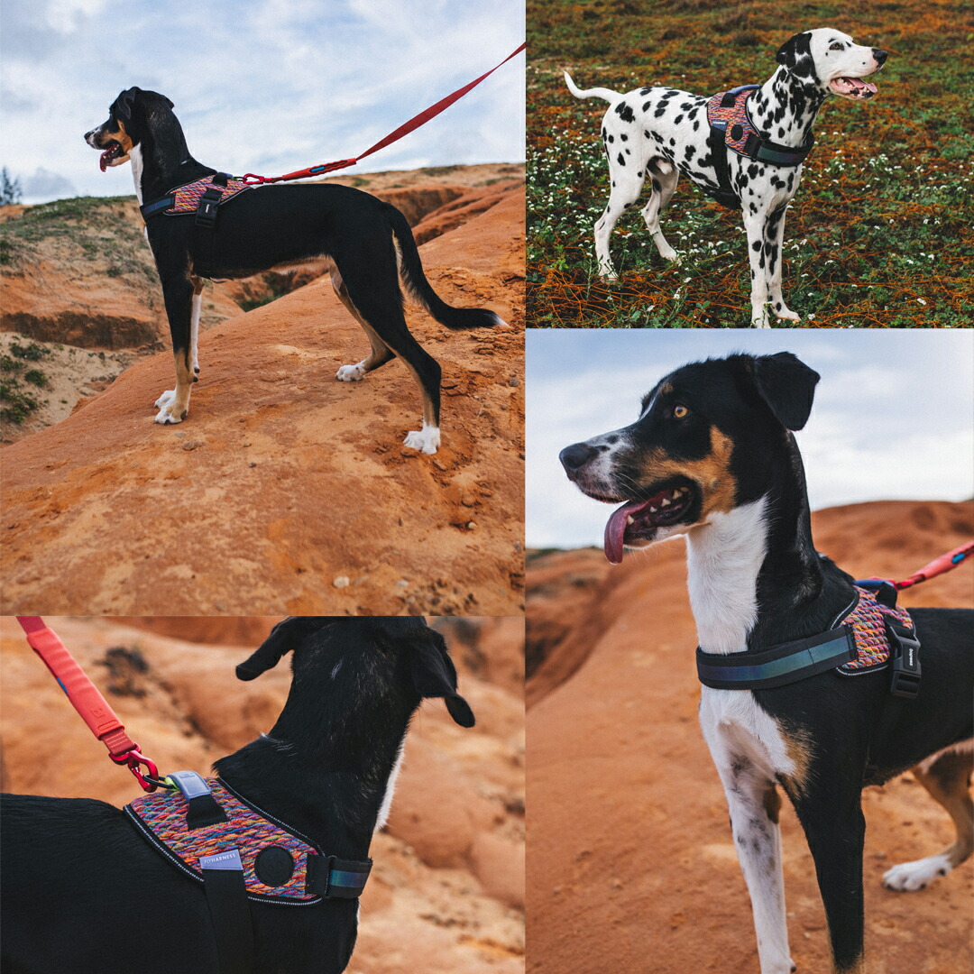 楽天市場】zee.dog ジードッグ FLY HARNESS/フライハーネス VORTEX