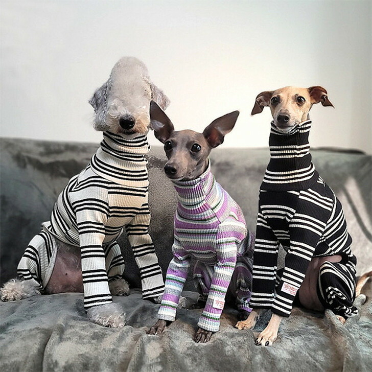 楽天市場】イタグレ 服 IG ボーダーロンパース S M L XL 2XL 3XL