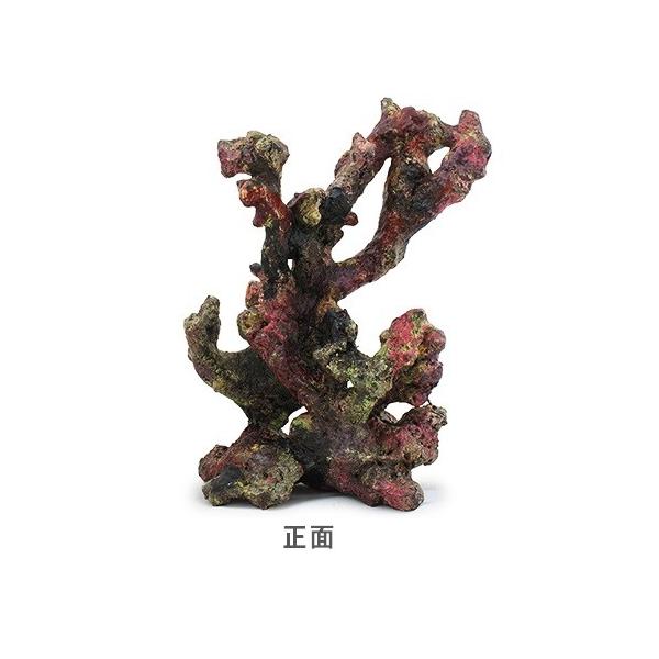 楽天市場】枝 ライブロックの通販