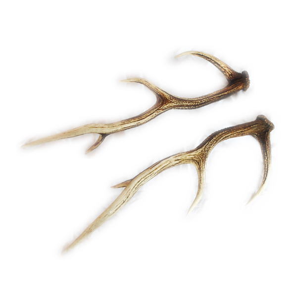 楽天市場】送料無料 鹿の角 ペア 小サイズ （約60センチ以下の鹿の角