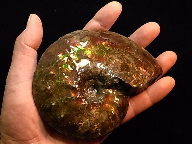 楽天市場】アンモライト原石標本 : アンモライト研究所