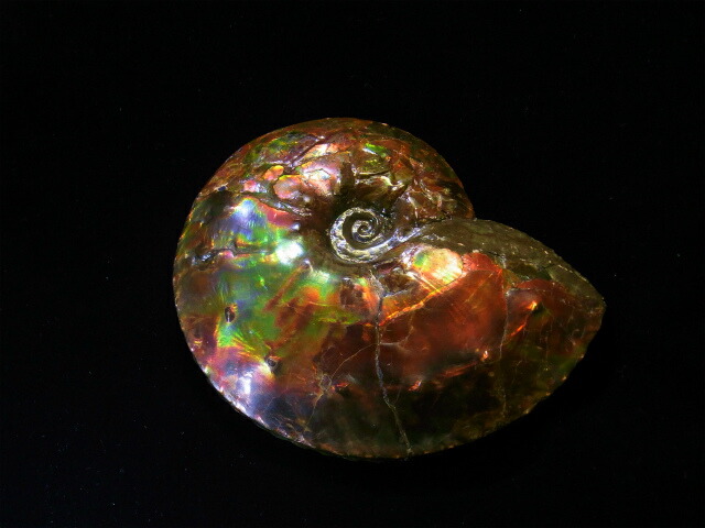 楽天市場】アンモライト原石標本 : アンモライト研究所