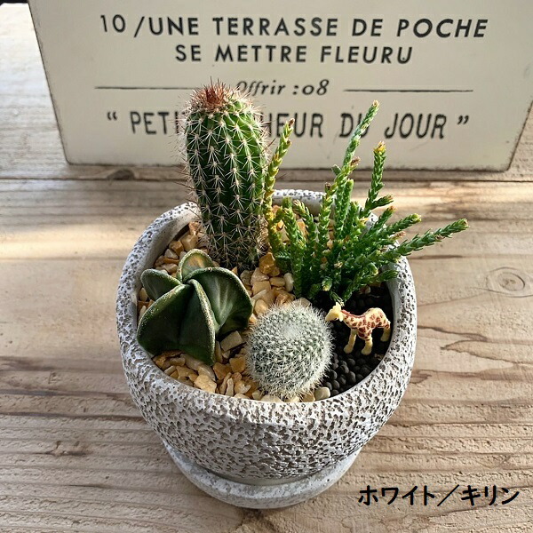 楽天市場】サボテン サファリ ジオラマ2 アニマル おしゃれ 寄せ植え