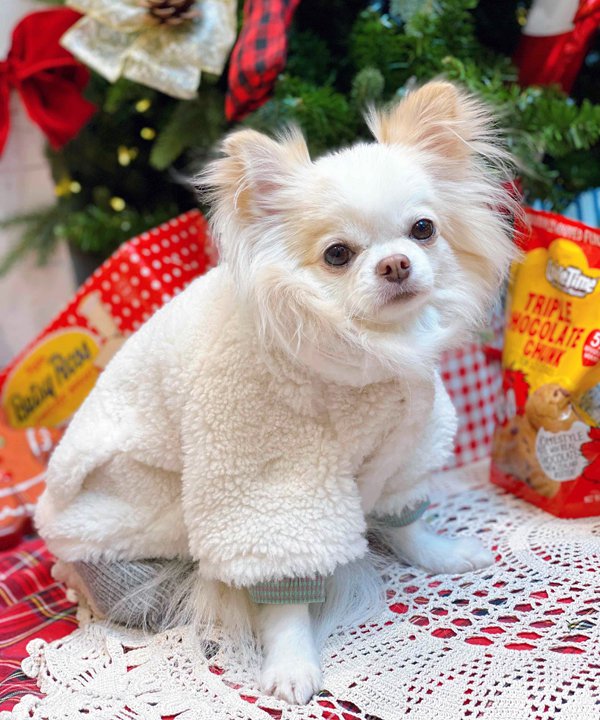 asknowasdewan テディベアポンチョ 3号 アズノウアズデワン アウタ