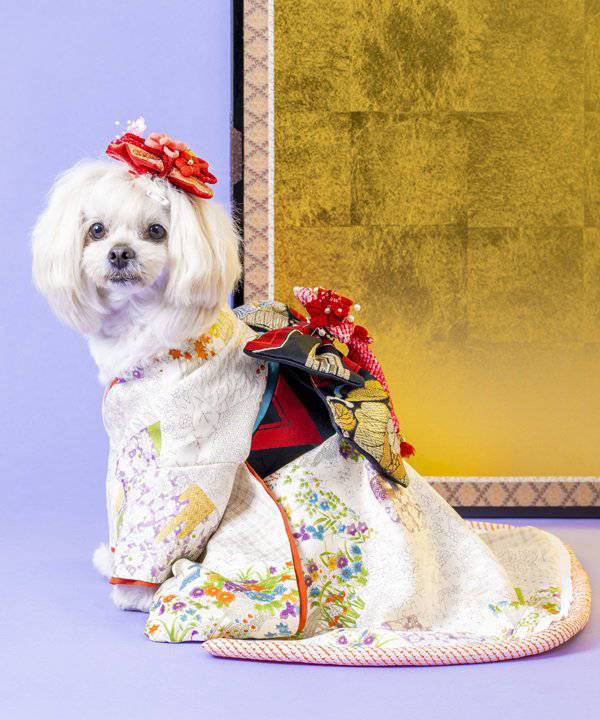 crazy for wan / Fairy Princess 犬服 着物 振袖 crazy for wan