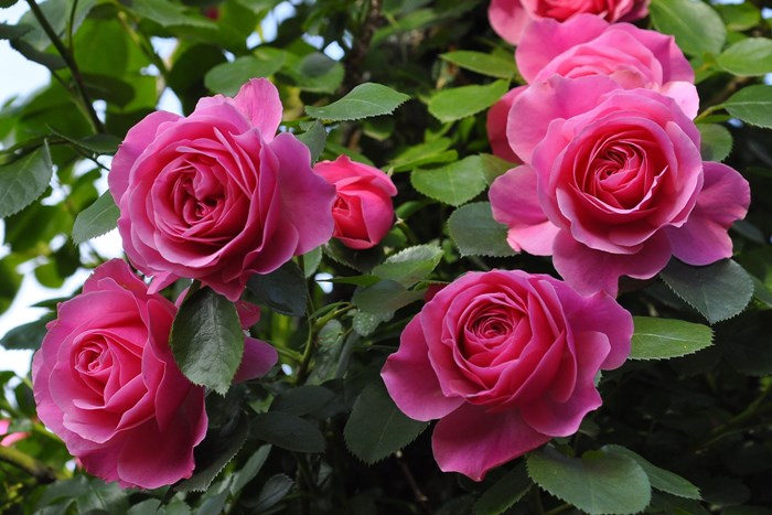 バラ レオナルド・デイル 【公式通販】