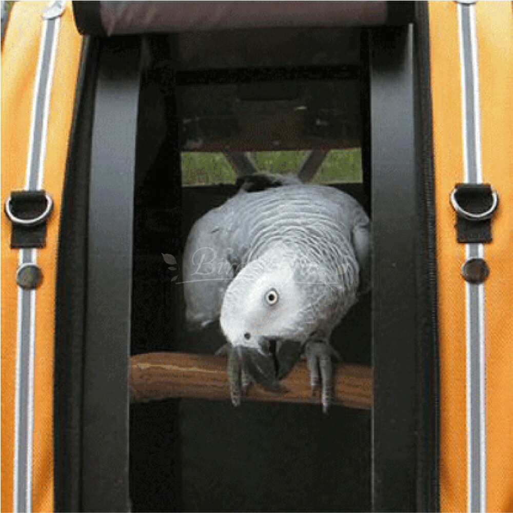 楽天市場】Pak-o-Bird／Mediumサイズ（ヨウム用）【Celltei】 : 鳥