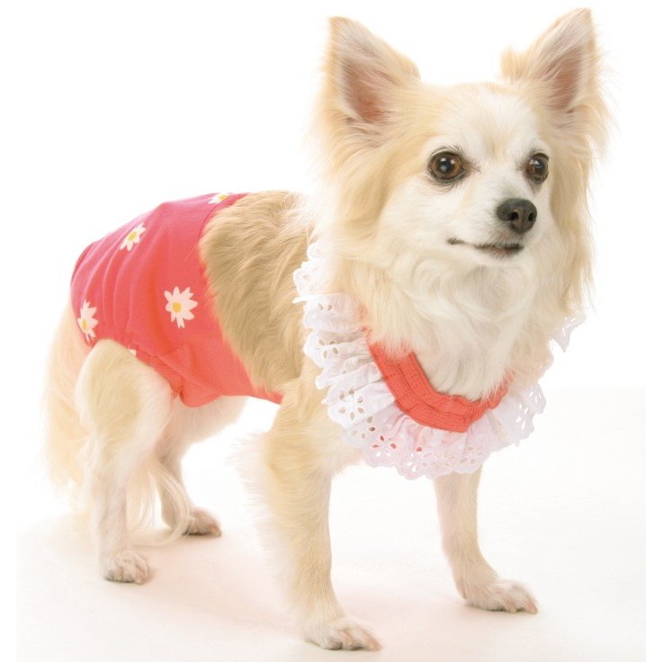 楽天市場】犬 パンツ 犬のパンツ【きゃんナナ】抗菌*花柄サニタリー