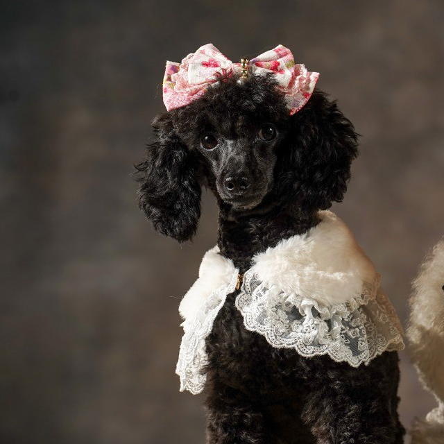 楽天市場】新作 犬 猫 【きゃんナナ】ファーとレースのドレスカラー