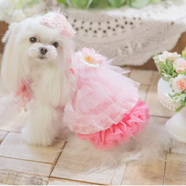 美品♥キャンナナ ♥フリル花柄犬服 小型犬用SS2枚＋1枚♥3枚セット
