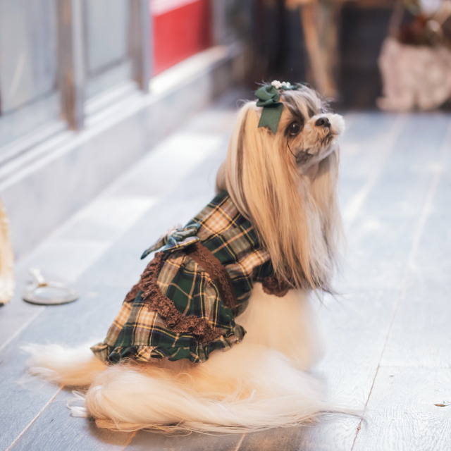 楽天市場】犬服 秋服 きゃんナナ クラシカルチェックワンピース SS-L
