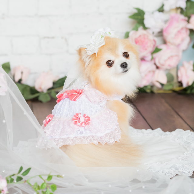 楽天市場】犬服 夏 きゃんナナ サマーレースワンピース ドレス お姫様