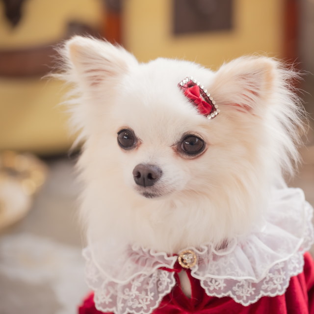 専用！【犬用 現品限り ヘアアクセサリー付きキャミソールワンピース