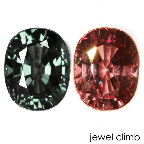 赤石加奈子ブリーダーのブログ｜ゴールドブリティッシュ赤ちゃん情報