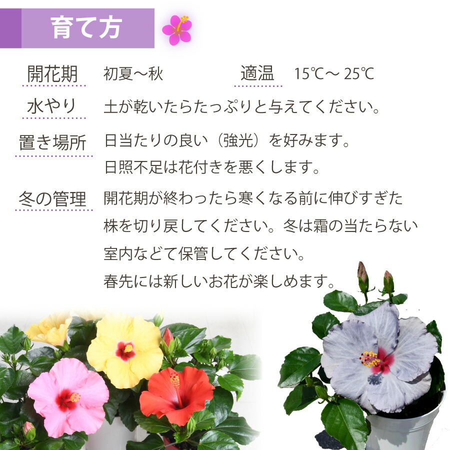 楽天市場】【超特価セール！】 ハイビスカス ハイビスキュース NEW