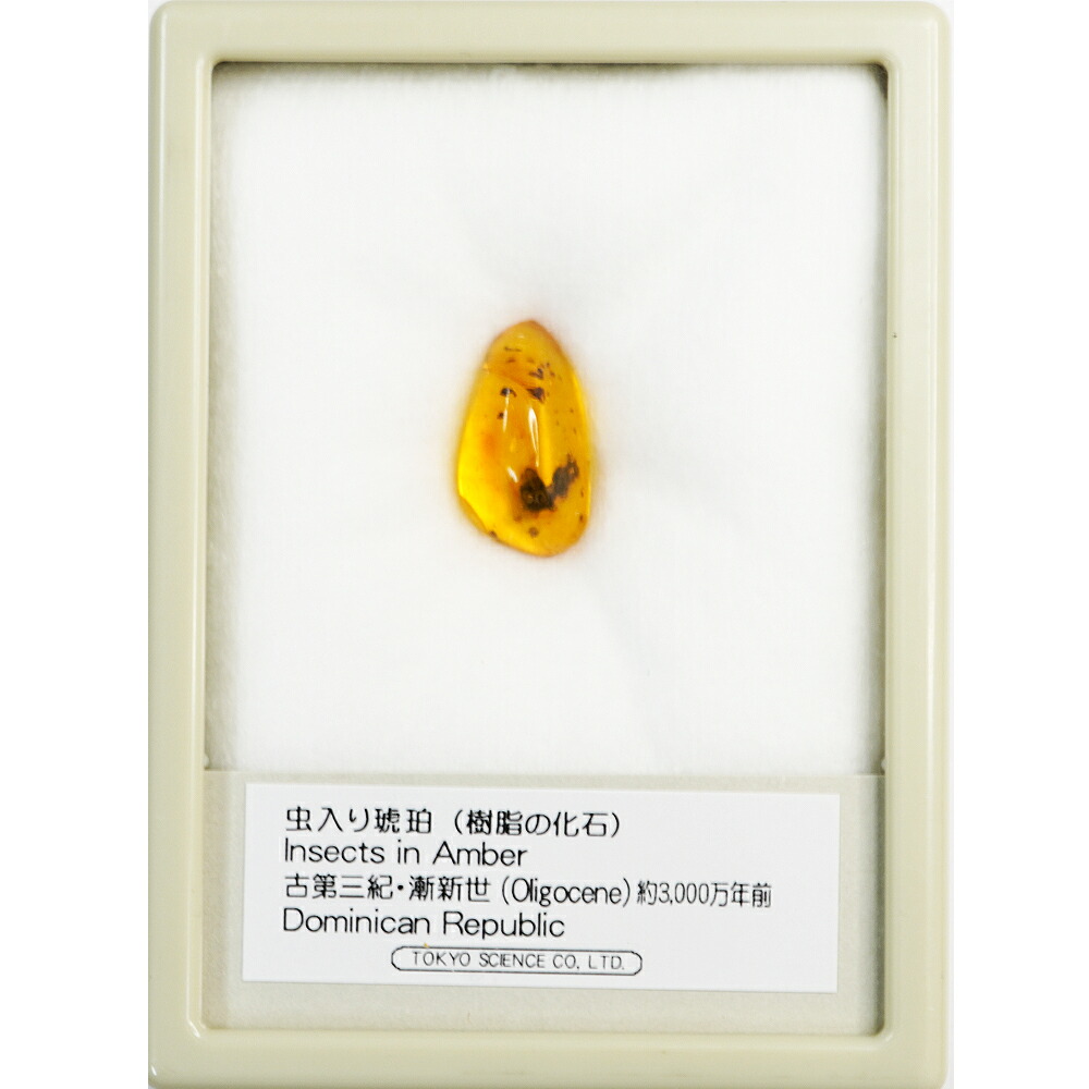 琥珀 ドミニカンアンバー 昆虫化石入り琥珀額 楽天市場】琥珀 こはく