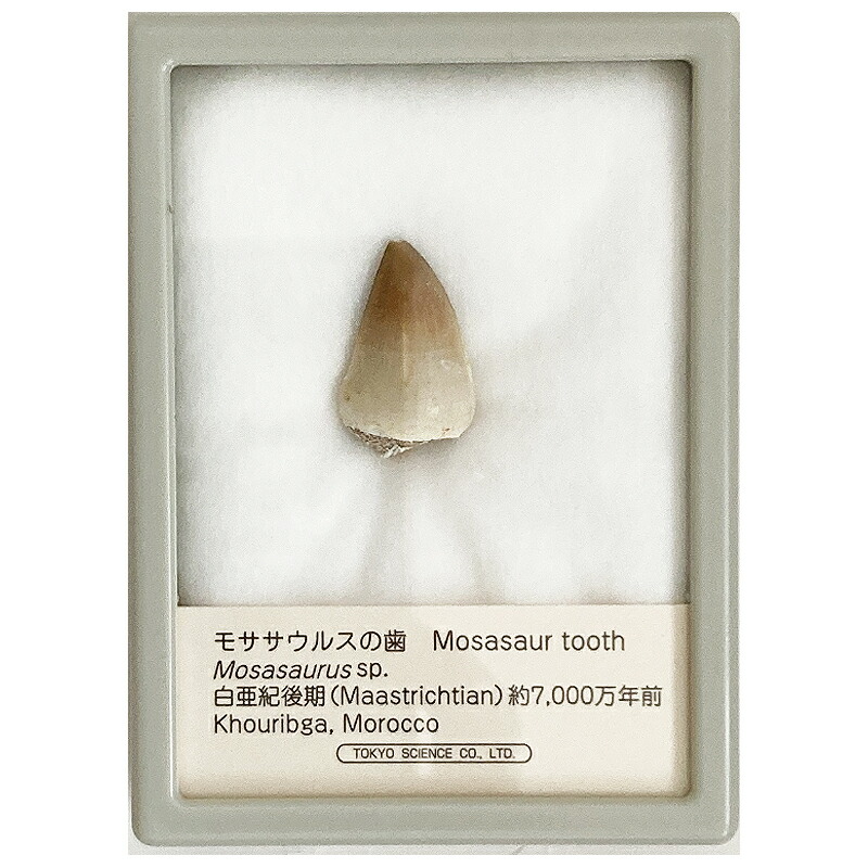 楽天市場】モササウルスの歯 ケース入り 恐竜 海竜 化石 科学 海竜